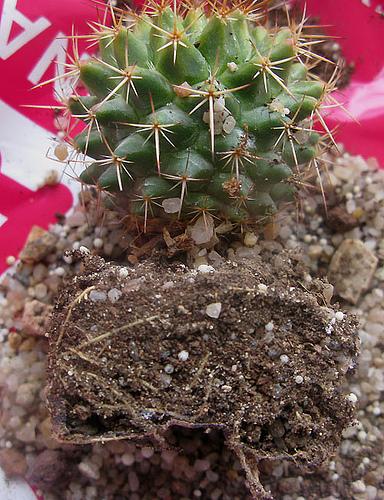 Mammillaria mystax