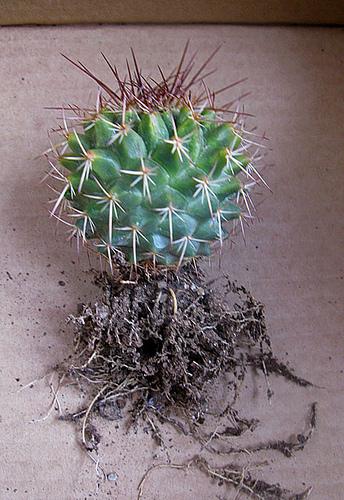 Mammillaria mystax