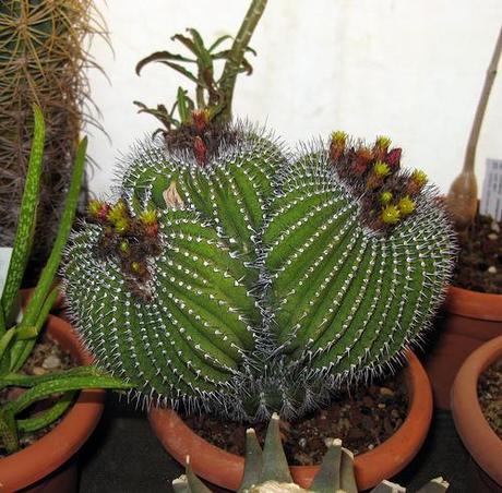 IV Congreso de Cactus y otras Suculentas ( Cheste - Valencia )