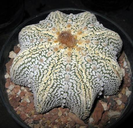 IV Congreso de Cactus y otras Suculentas ( Cheste - Valencia )