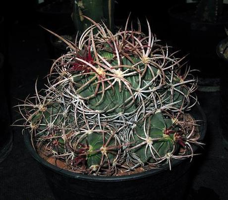 IV Congreso de Cactus y otras Suculentas ( Cheste - Valencia )