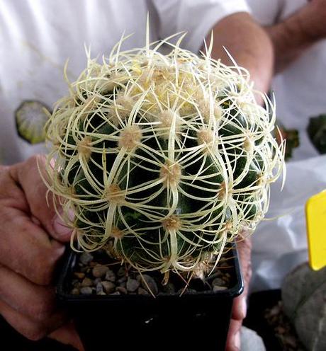 IV Congreso de Cactus y otras Suculentas ( Cheste - Valencia )