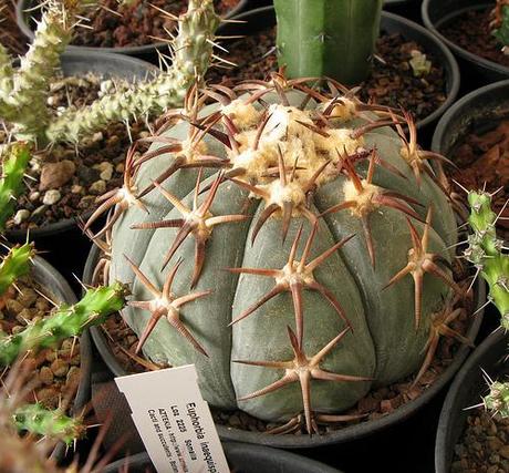 IV Congreso de Cactus y otras Suculentas ( Cheste - Valencia )