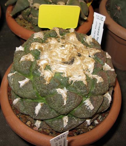 IV Congreso de Cactus y otras Suculentas ( Cheste - Valencia )