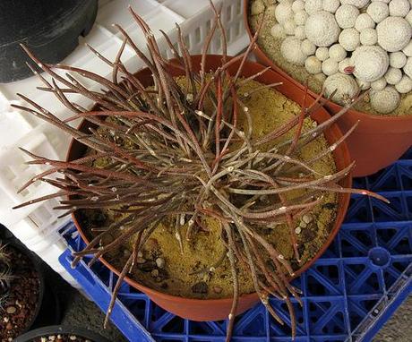 IV Congreso de Cactus y otras Suculentas ( Cheste - Valencia )