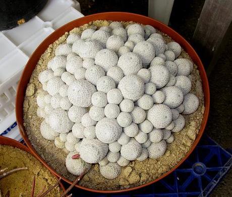 IV Congreso de Cactus y otras Suculentas ( Cheste - Valencia )