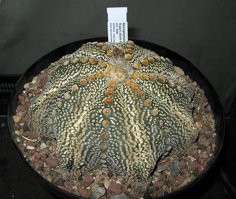 IV Congreso de Cactus y otras Suculentas ( Cheste - Valencia )