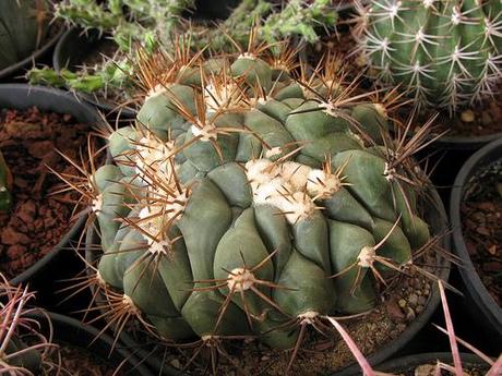 IV Congreso de Cactus y otras Suculentas ( Cheste - Valencia )