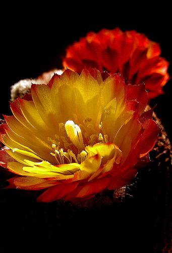 Echinopsis famatimensis