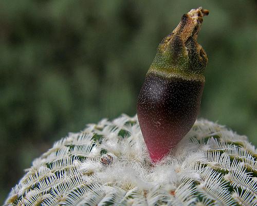 Turbinicarpus pseudopectinatus fruit
