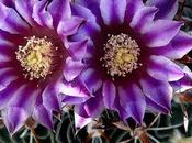 Morado tirando para azul