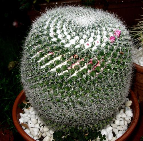 Mammillaria hahniana, gravemente enferma...
