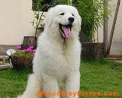Kuvasz raza de perros, fotos