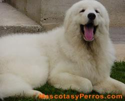 Kuvasz raza de perros, fotos