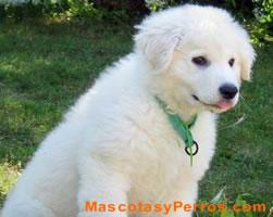 Kuvasz raza de perros, fotos