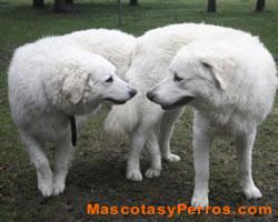 Kuvasz raza de perros, fotos