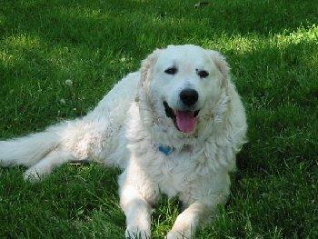 Kuvasz raza de perros, fotos