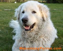 Kuvasz raza de perros, fotos