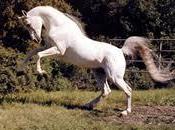 Libertad fuerza naturaleza equilibrio vida