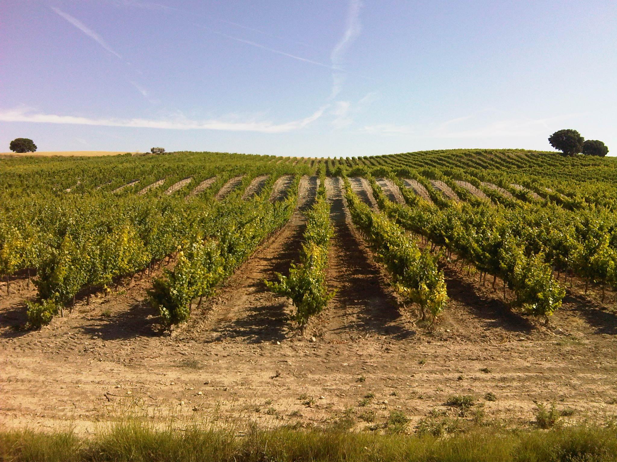 Vino Apricus, el riberita de Quintanamanvirgo hecho en soledad