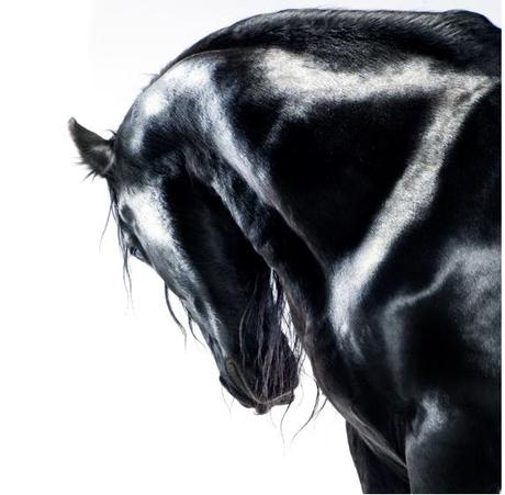 Jill Greenberg – Caballos y osos