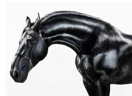 Jill Greenberg – Caballos y osos