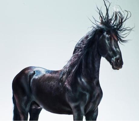 Jill Greenberg – Caballos y osos