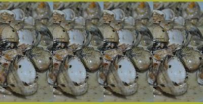 Berberechos En Salsa de Avellanas