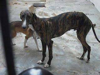 SOS Perrera Jerez, galgguito cojo y mestizo galgo podenco URGENTE