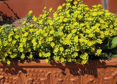 Aichryson bethencourttianum