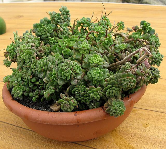 Aichryson bethencourttianum