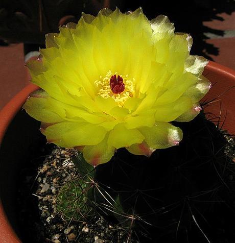 Parodia ottonis