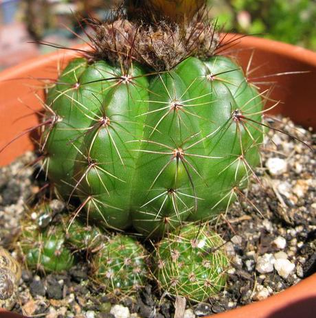 Parodia ottonis