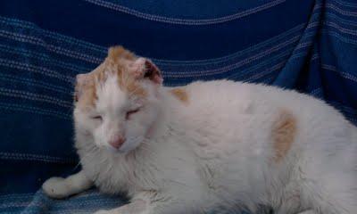 AYUDA ECONÓMICA para Honey, gatito con cáncer de orejas y leucemia, nos necesita para salir adelante. (CADIZ)