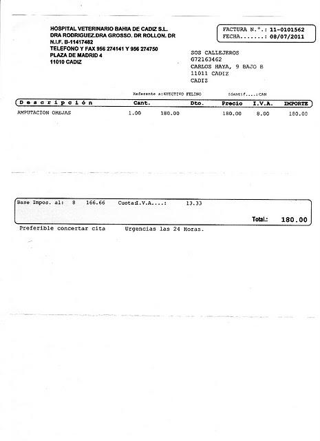 AYUDA ECONÓMICA para Honey, gatito con cáncer de orejas y leucemia, nos necesita para salir adelante. (CADIZ)