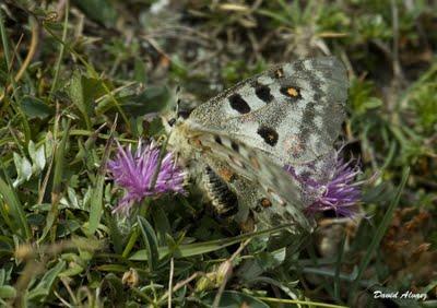 El dimorfismo sexual en la mariposa apolo