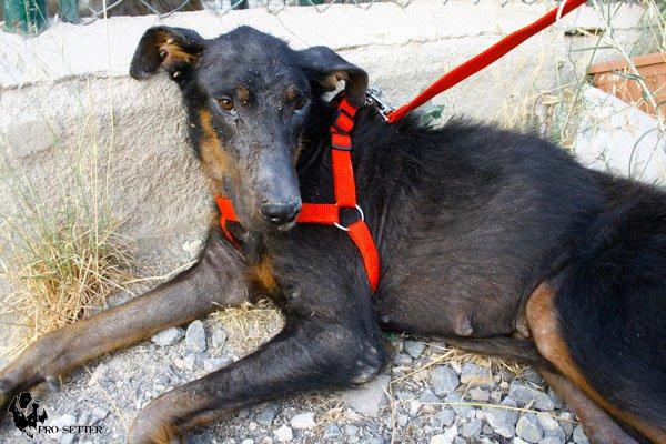 Se necesita AYUDA para dos perritas rescatadas desnutridas y en horrible estado. (MURCIA)