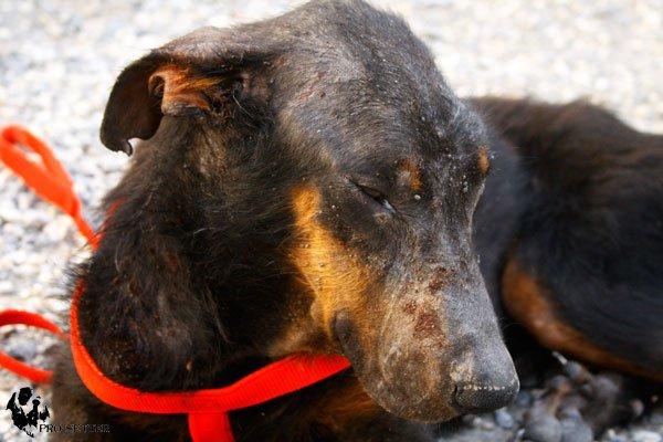 Se necesita AYUDA para dos perritas rescatadas desnutridas y en horrible estado. (MURCIA)