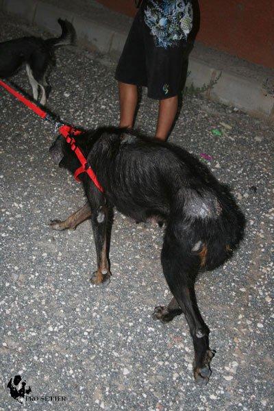 Se necesita AYUDA para dos perritas rescatadas desnutridas y en horrible estado. (MURCIA)
