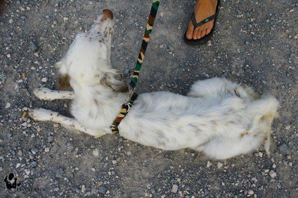 Se necesita AYUDA para dos perritas rescatadas desnutridas y en horrible estado. (MURCIA)