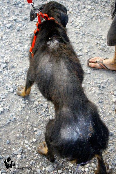 Se necesita AYUDA para dos perritas rescatadas desnutridas y en horrible estado. (MURCIA)