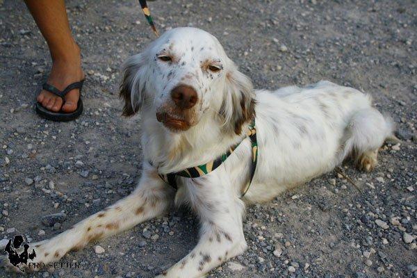 Se necesita AYUDA para dos perritas rescatadas desnutridas y en horrible estado. (MURCIA)