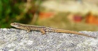 Lagartija roquera