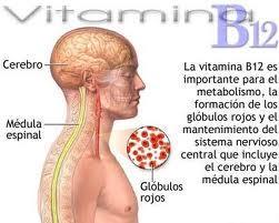 Vitamina B12 y memoria