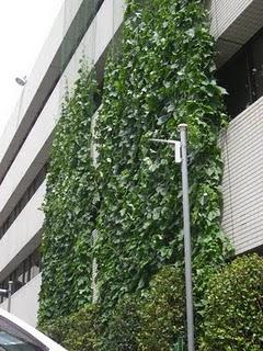 Cortinas Verdes en Japón