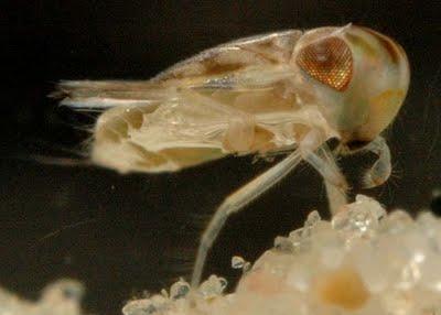 Melodías con el pene