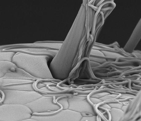 FEI Company – Imágenes realizadas con un microscopio electrónico de barrido