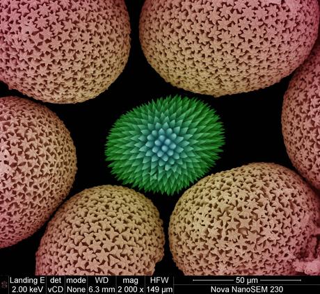 FEI Company – Imágenes realizadas con un microscopio electrónico de barrido