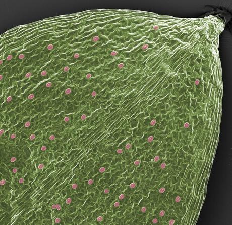 FEI Company – Imágenes realizadas con un microscopio electrónico de barrido