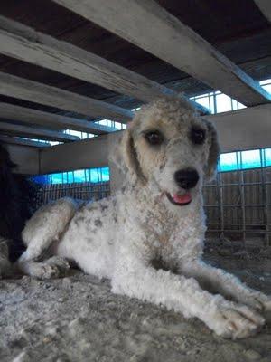 LIZ Y SALY: DOS PERRITAS DE AGUAS,HERMANAS, RESCATADAS DEL ZOOSANITARIO (SEVILLA)